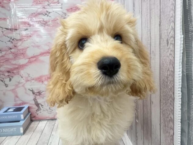 岡山県のハーフ犬・ミックス犬 (ワンキャラット アミーゴ高屋店/2025年7月30日生まれ/男の子/クリーム)の子犬の2枚目の画像