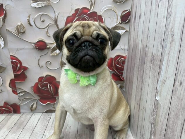 岡山県のパグ (ワンキャラット アミーゴ高屋店/2025年5月20日生まれ/男の子/フォーン)の子犬の2枚目の画像