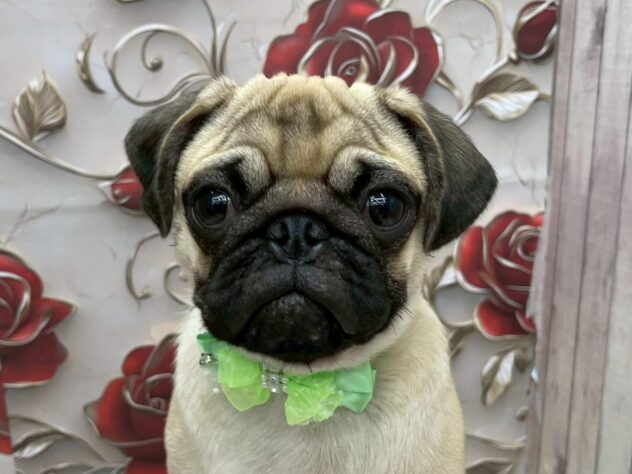 岡山県のパグ (ワンキャラット アミーゴ高屋店/2025年5月20日生まれ/男の子/フォーン)の子犬の1枚目の画像