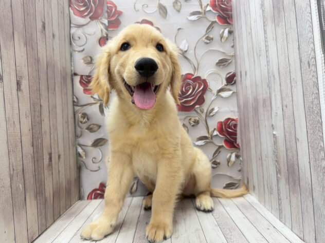 岡山県のゴールデンレトリバー (ワンキャラット アミーゴ高屋店/2025年7月31日生まれ/男の子/ゴールデン)の子犬の2枚目の画像