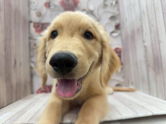 岡山県のゴールデンレトリバー (ワンキャラット アミーゴ高屋店/2025年7月31日生まれ/男の子/ゴールデン)の子犬の1枚目の画像