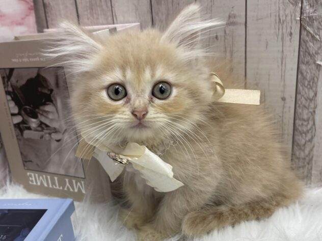 岡山県のサイベリアン (ワンキャラット アミーゴ高屋店/2025年9月1日生まれ/女の子/クリームタビー)の子猫の1枚目の画像