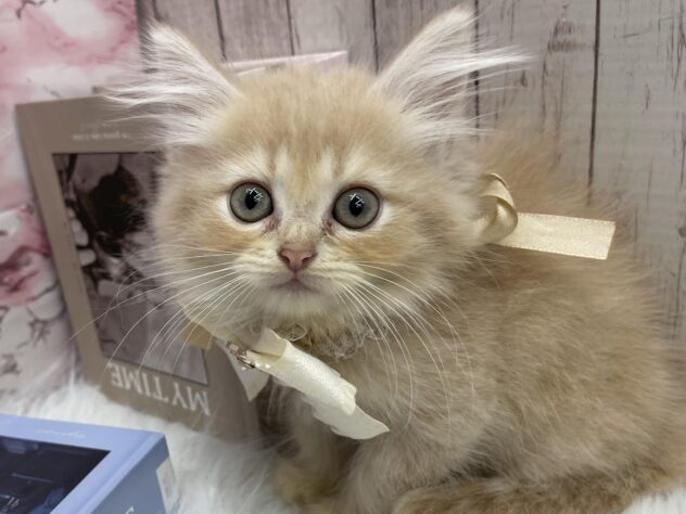 岡山県のサイベリアン (ワンキャラット アミーゴ高屋店/2025年9月1日生まれ/女の子/クリームタビー)の子猫の3枚目の画像