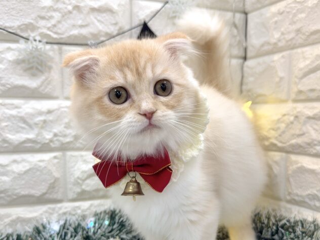 兵庫県のスコティッシュフォールド (ワンキャラット アミーゴ姫路飾磨店/2025年7月28日生まれ/男の子/カメオタビー)の子猫の2枚目の画像