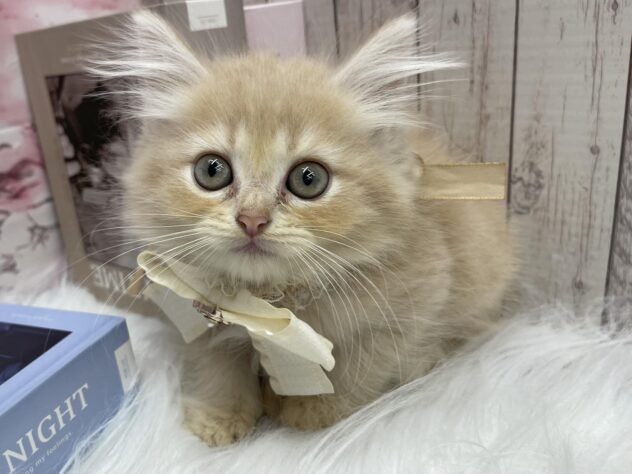 岡山県のサイベリアン (ワンキャラット アミーゴ高屋店/2025年9月1日生まれ/女の子/クリームタビー)の子猫の2枚目の画像