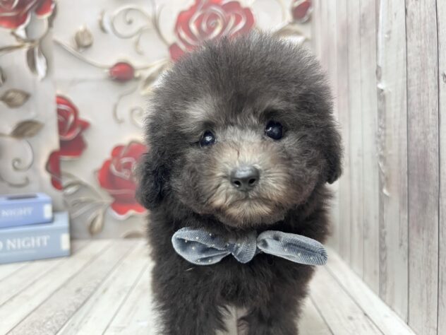 岡山県のトイプードル(トイ) (ワンキャラット アミーゴ高屋店/2025年9月17日生まれ/男の子/グレー)の子犬の2枚目の画像