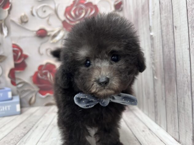 岡山県のトイプードル(トイ) (ワンキャラット アミーゴ高屋店/2025年9月17日生まれ/男の子/グレー)の子犬の1枚目の画像