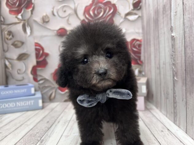 岡山県のトイプードル(トイ) (ワンキャラット アミーゴ高屋店/2025年9月17日生まれ/男の子/グレー)の子犬の3枚目の画像