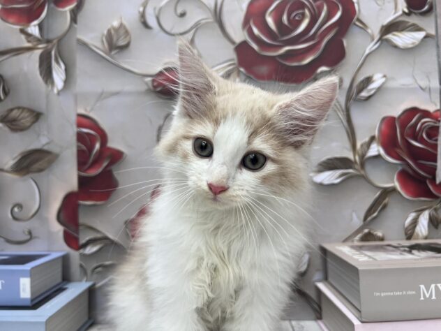 岡山県のノルウェージャンフォレストキャット (ワンキャラット アミーゴ高屋店/2025年9月15日生まれ/男の子/クリームタビーホワイト)の子猫の1枚目の画像