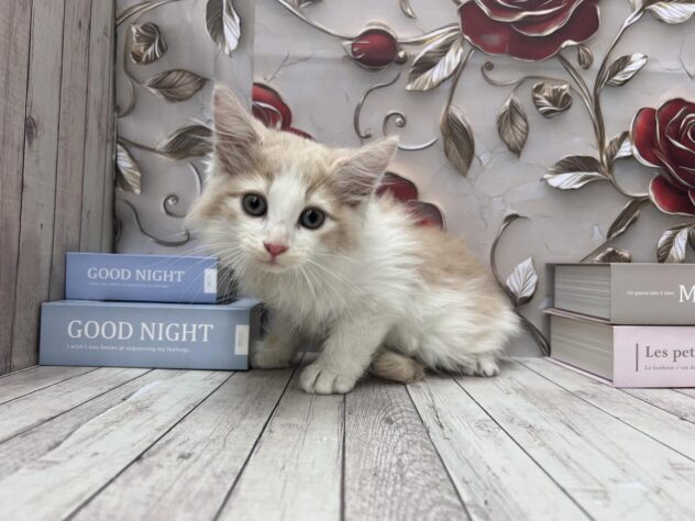 岡山県のノルウェージャンフォレストキャット (ワンキャラット アミーゴ高屋店/2025年9月15日生まれ/男の子/クリームタビーホワイト)の子猫の2枚目の画像