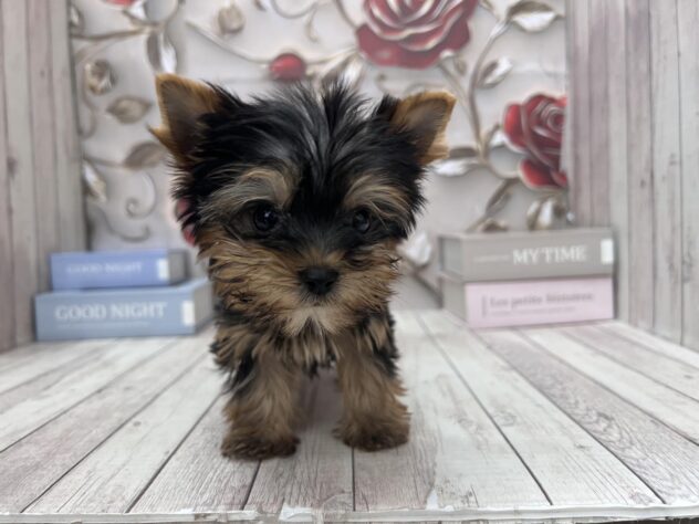 岡山県のヨークシャーテリア (ワンキャラット アミーゴ高屋店/2025年9月10日生まれ/男の子/スチールブルータン)の子犬の1枚目の画像