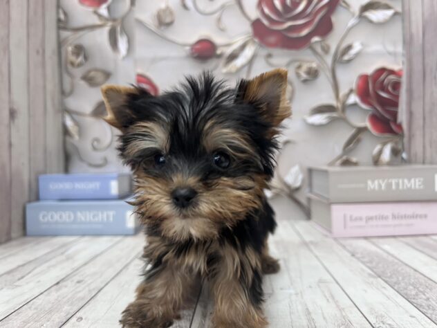 岡山県のヨークシャーテリア (ワンキャラット アミーゴ高屋店/2025年9月10日生まれ/男の子/スチールブルータン)の子犬の2枚目の画像