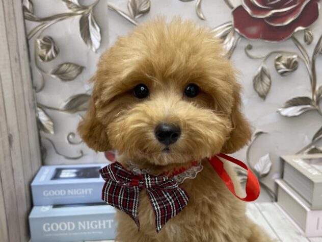 岡山県のトイプードル(トイ) (ワンキャラット アミーゴ高屋店/2025年7月13日生まれ/男の子/レッド)の子犬の1枚目の画像