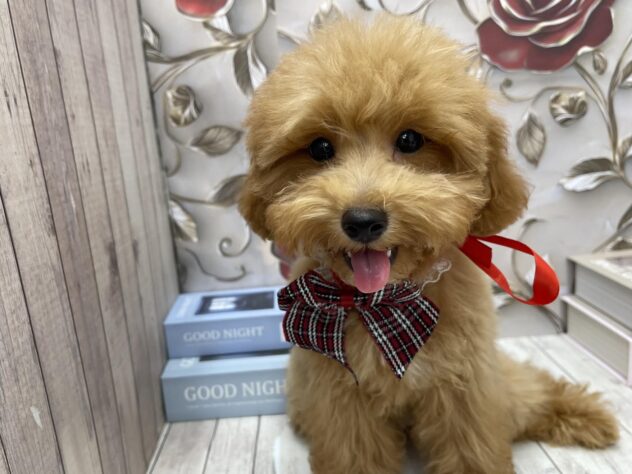 岡山県のトイプードル(トイ) (ワンキャラット アミーゴ高屋店/2025年7月13日生まれ/男の子/レッド)の子犬の3枚目の画像