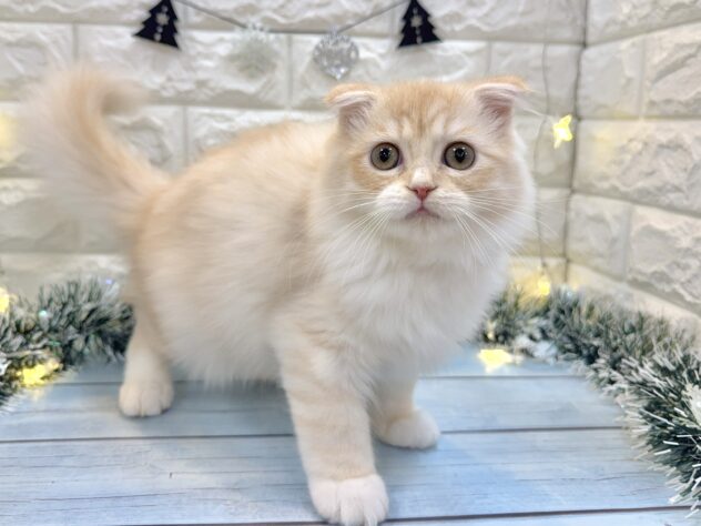 兵庫県のスコティッシュフォールド (ワンキャラット アミーゴ姫路飾磨店/2025年7月28日生まれ/男の子/カメオタビー)の子猫の4枚目の画像