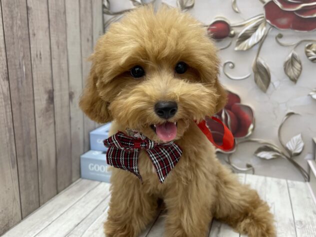 岡山県のトイプードル(トイ) (ワンキャラット アミーゴ高屋店/2025年7月13日生まれ/男の子/レッド)の子犬の4枚目の画像