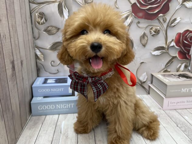 岡山県のトイプードル(トイ) (ワンキャラット アミーゴ高屋店/2025年7月13日生まれ/男の子/レッド)の子犬の2枚目の画像