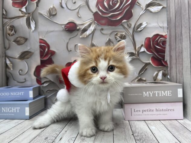 岡山県のラガマフィン (ワンキャラット アミーゴ高屋店/2025年9月21日生まれ/男の子/レッドタビーホワイト)の子猫の2枚目の画像