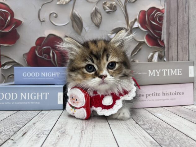 岡山県のミヌエット (ワンキャラット アミーゴ高屋店/2025年9月14日生まれ/女の子/ブラウンパッチドタビーホワイト)の子猫の2枚目の画像