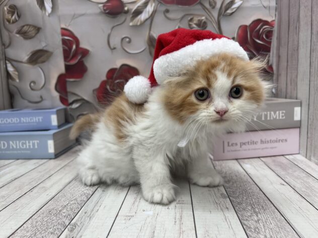 岡山県のラガマフィン (ワンキャラット アミーゴ高屋店/2025年9月21日生まれ/男の子/レッドタビーホワイト)の子猫の1枚目の画像