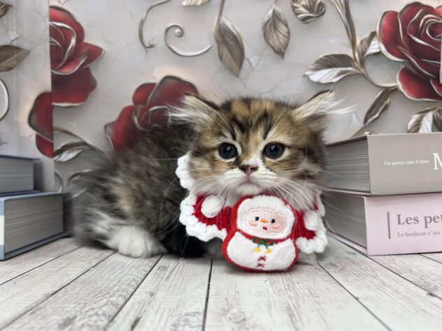 岡山県のミヌエット (ワンキャラット アミーゴ高屋店/2025年9月14日生まれ/女の子/ブラウンパッチドタビーホワイト)の子猫の1枚目の画像