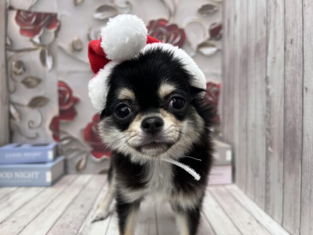 岡山県のチワワ(ロング) (ワンキャラット アミーゴ高屋店/2025年7月24日生まれ/女の子/ブラッククリーム)の子犬の1枚目の画像