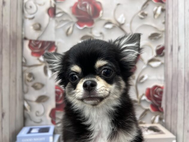 岡山県のチワワ(ロング) (ワンキャラット アミーゴ高屋店/2025年7月24日生まれ/女の子/ブラッククリーム)の子犬の3枚目の画像