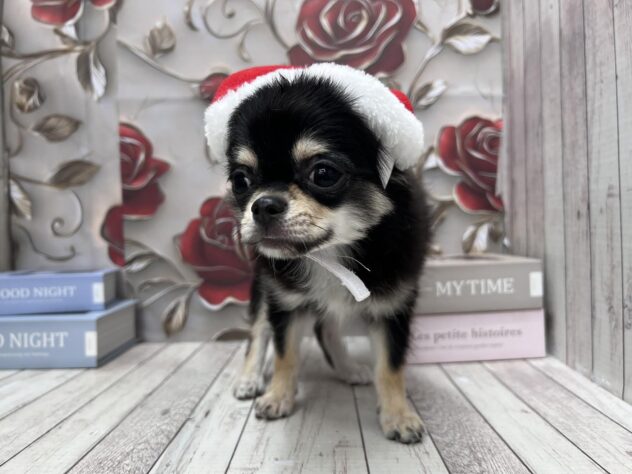 岡山県のチワワ(ロング) (ワンキャラット アミーゴ高屋店/2025年7月24日生まれ/女の子/ブラッククリーム)の子犬の2枚目の画像