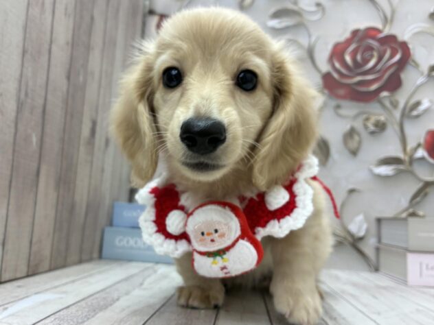 岡山県のミニチュアダックスフンド(ロング) (ワンキャラット アミーゴ高屋店/2025年8月22日生まれ/男の子/イエロー)の子犬の1枚目の画像