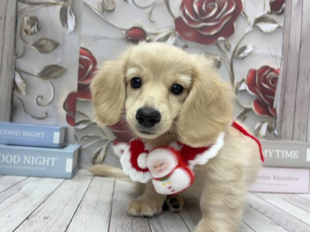 岡山県のミニチュアダックスフンド(ロング) (ワンキャラット アミーゴ高屋店/2025年8月22日生まれ/男の子/イエロー)の子犬の3枚目の画像