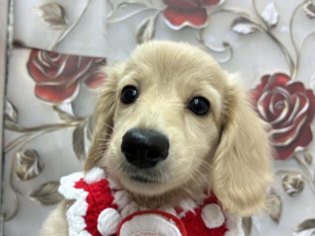 岡山県のミニチュアダックスフンド(ロング) (ワンキャラット アミーゴ高屋店/2025年8月22日生まれ/男の子/イエロー)の子犬の2枚目の画像