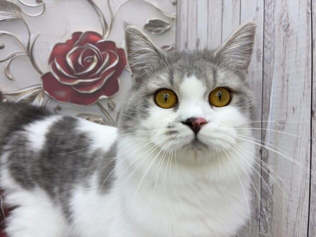 岡山県のラガマフィン (ワンキャラット アミーゴ高屋店/2025年2月2日生まれ/女の子/ブルータビーホワイト)の子猫の1枚目の画像