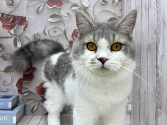 岡山県のラガマフィン (ワンキャラット アミーゴ高屋店/2025年2月2日生まれ/女の子/ブルータビーホワイト)の子猫の3枚目の画像