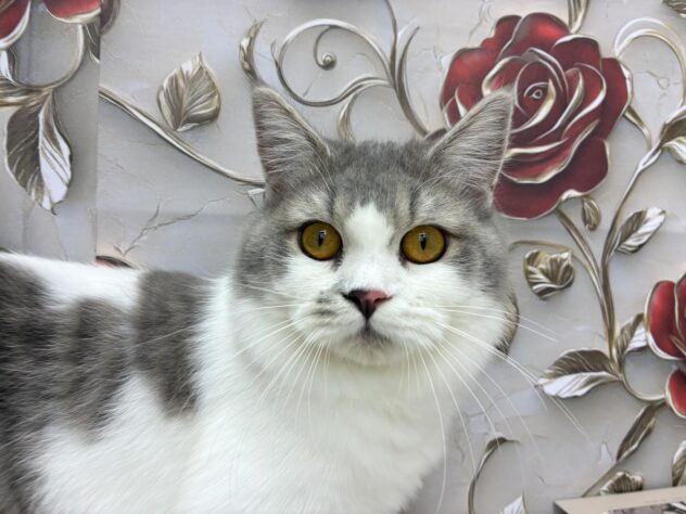 岡山県のラガマフィン (ワンキャラット アミーゴ高屋店/2025年2月2日生まれ/女の子/ブルータビーホワイト)の子猫の2枚目の画像