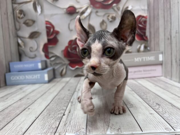 岡山県のスフィンクス (ワンキャラット アミーゴ高屋店/2025年9月20日生まれ/女の子/ブラックホワイト)の子猫の2枚目の画像