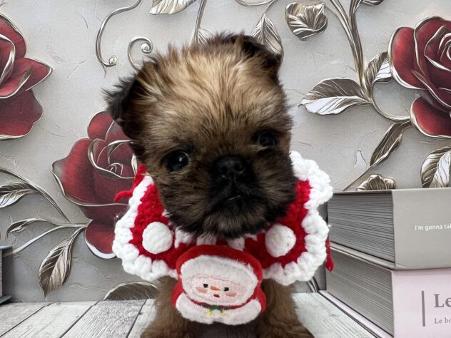 岡山県のブリュッセルグリフォン (ワンキャラット アミーゴ高屋店/2025年9月20日生まれ/男の子/レッド)の子犬の1枚目の画像