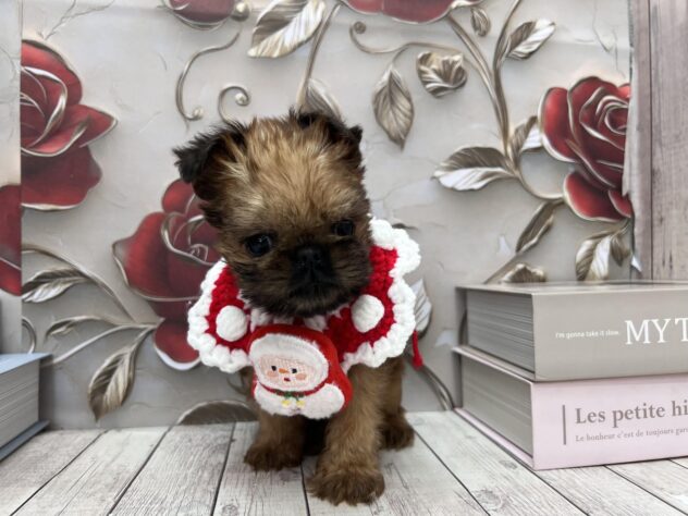 岡山県のブリュッセルグリフォン (ワンキャラット アミーゴ高屋店/2025年9月20日生まれ/男の子/レッド)の子犬の2枚目の画像