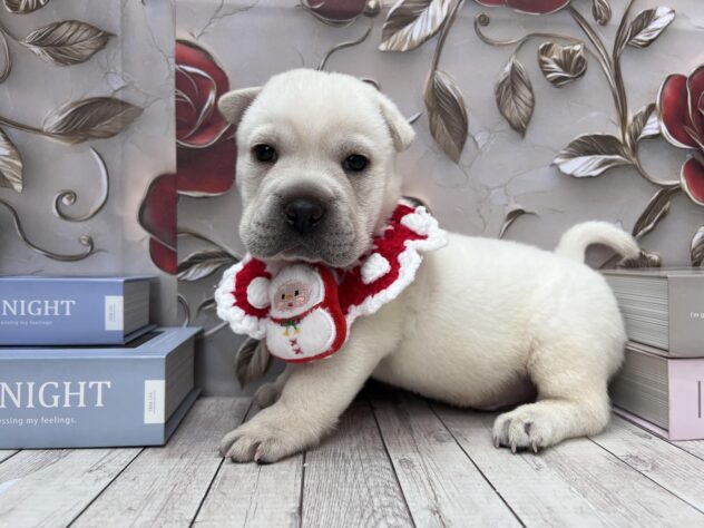 岡山県のハーフ犬・ミックス犬 (ワンキャラット アミーゴ高屋店/2025年9月12日生まれ/男の子/ホワイト)の子犬の2枚目の画像