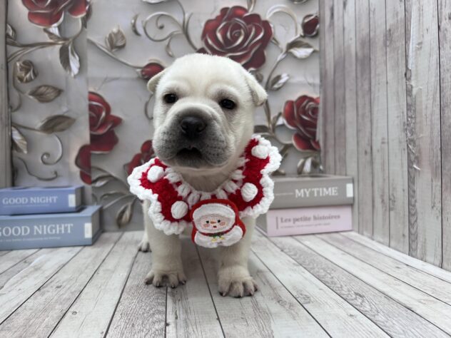 岡山県のハーフ犬・ミックス犬 (ワンキャラット アミーゴ高屋店/2025年9月12日生まれ/男の子/ホワイト)の子犬の1枚目の画像