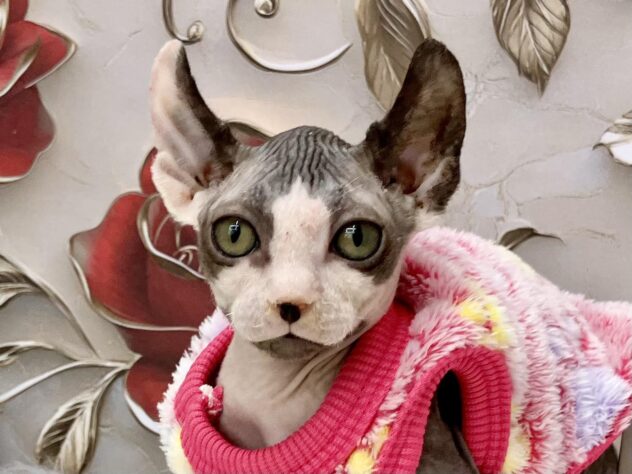 岡山県のスフィンクス (ワンキャラット アミーゴ高屋店/2025年9月20日生まれ/女の子/ブラックホワイト)の子猫の1枚目の画像