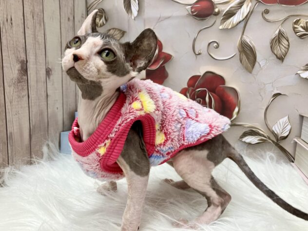 岡山県のスフィンクス (ワンキャラット アミーゴ高屋店/2025年9月20日生まれ/女の子/ブラックホワイト)の子猫の3枚目の画像