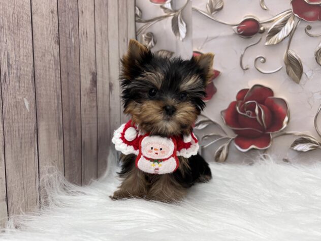 岡山県のヨークシャーテリア (ワンキャラット アミーゴ高屋店/2025年9月10日生まれ/男の子/スチールブルータン)の子犬の1枚目の画像