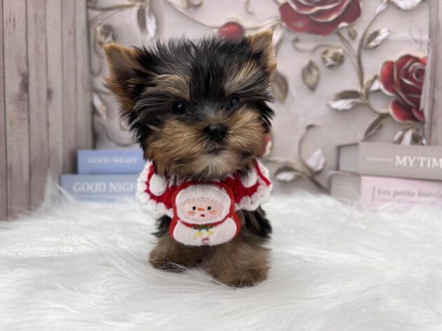 岡山県のヨークシャーテリア (ワンキャラット アミーゴ高屋店/2025年9月10日生まれ/男の子/スチールブルータン)の子犬の2枚目の画像