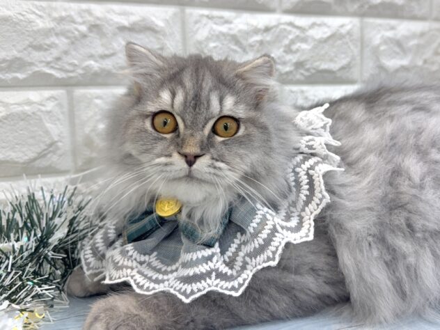 兵庫県のスコティッシュフォールド (ワンキャラット アミーゴ姫路飾磨店/2025年6月10日生まれ/男の子/ブルータビー)の子猫の2枚目の画像