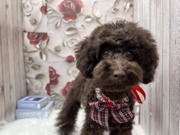 岡山県のトイプードル(トイ) (ワンキャラット アミーゴ高屋店/2025年5月29日生まれ/女の子/ブラウン)の子犬の1枚目の画像