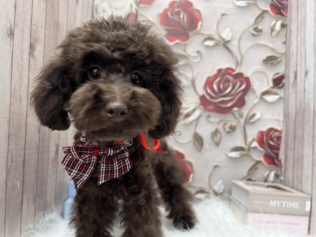 岡山県のトイプードル(トイ) (ワンキャラット アミーゴ高屋店/2025年5月29日生まれ/女の子/ブラウン)の子犬の2枚目の画像