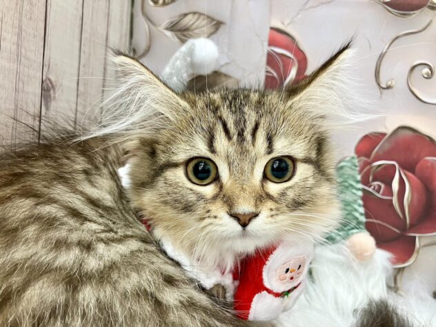 岡山県のミヌエット (ワンキャラット アミーゴ高屋店/2025年8月8日生まれ/女の子/ブラウンティックドタビーホワイト)の子猫