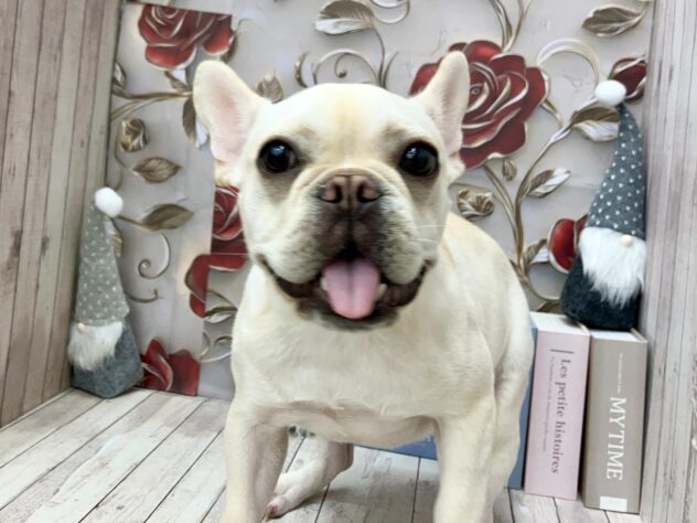 岡山県のフレンチブルドッグ (ワンキャラット アミーゴ高屋店/2025年4月23日生まれ/女の子/クリーム)の子犬