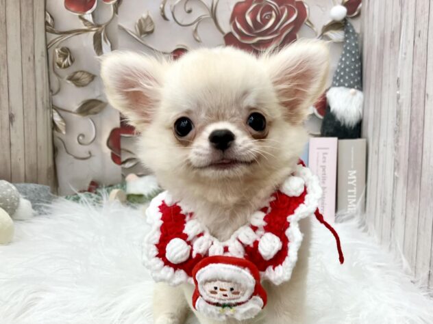 岡山県のチワワ(ロング) (ワンキャラット アミーゴ高屋店/2025年8月29日生まれ/男の子/クリーム)の子犬