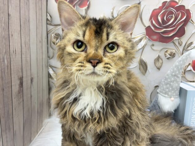 岡山県のセルカークレックス (ワンキャラット アミーゴ高屋店/2025年3月28日生まれ/女の子/ブラウンパッチドタビーホワイト)の子猫の2枚目の画像